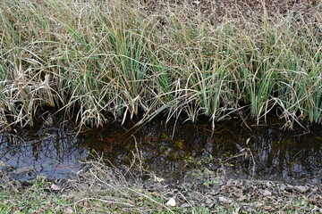 Standing Water in a Ditch
