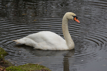 Cisne 