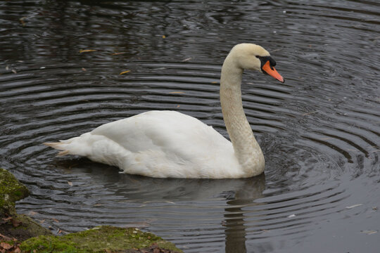 Cisne 
