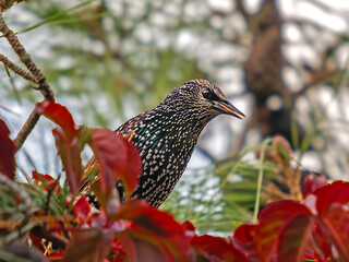 Starling (Sturnus vulgaris) is a small passerine bird in the starling family.