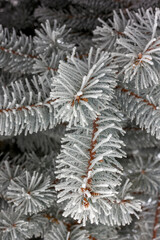 blue spruce branches covered with frost in winter close-up, texture