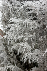 cypress branches covered with frost close-up in winter