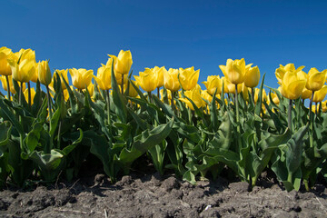 Yellow Tulip Flowers Blue Sky Photographed Low Point View