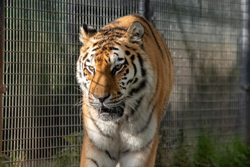 Photo of a dangerous tiger head