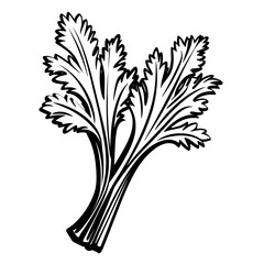 Simple Hand Drawn Illustration of Celery. SVG Vector