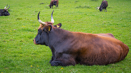 Ox lying on the green grass