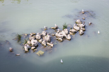 a flock of ducks at the Tiber river in Rome, Lazio, Italy