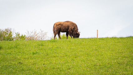 Lonely wisent on a green meadow