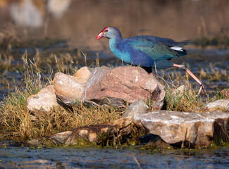 purple swamphen