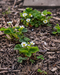 some small plants with yellow and white blossoms and bark mulch