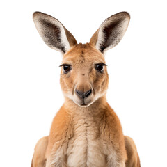 close up of a kangaroo on transparent background PNG image