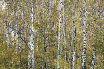 Beautiful birch trees in autumn