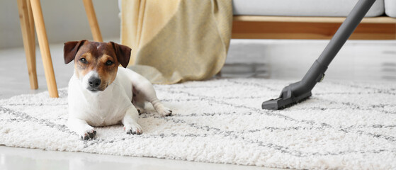 Owner of cute dog cleaning carpet at home - obrazy, fototapety, plakaty