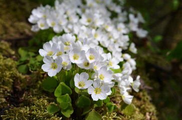 beautiful spring white flowers oxalis macro image