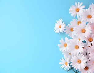 white daisies on blue background, fresh daisies on pastel blue background with copy space. Romantic delicate concept for Mother's Day or Valentine or birthday card.