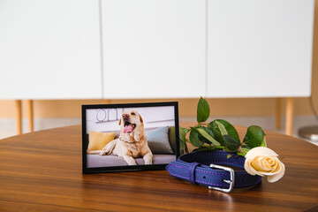 Frame with picture of dog, collar and rose flower on wooden table in room. Pet funeral