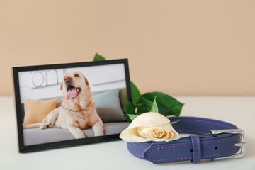 Frame with picture of dog, collar and rose flower on light table near color wall. Pet funeral