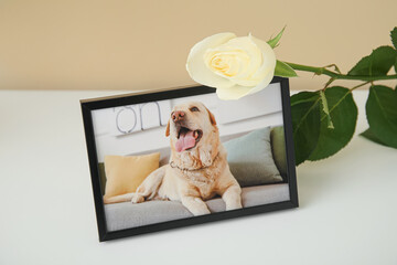 Frame with picture of dog and rose flower on light table near color wall. Pet funeral