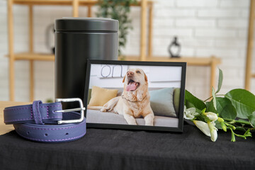 Frame with picture of dog, collar, mortuary urn and flowers on table in room. Pet funeral