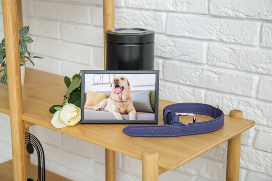 Frame with picture of dog, collar, mortuary urn and rose flower on wooden shelving unit near light brick wall. Pet funeral