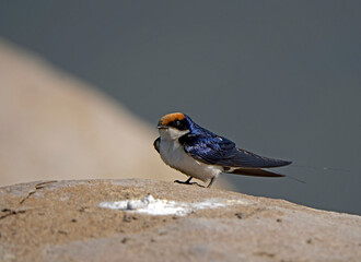 wire tailed swallow sitting on a boulder 