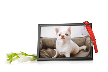 Frame with picture of dog, collar and freesia flowers on white background. Pet funeral