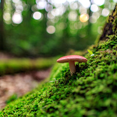 mushroom in the forest