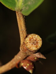 Wild fig (Ficus sp.) from Costa Rica cut in half