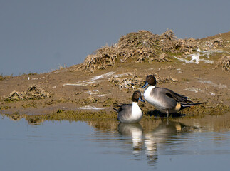 northern pintail in the pond