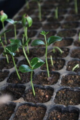 Small treelets sprouting from a germination tray