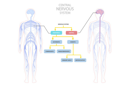 3D Isometric Flat  Conceptual Illustration of Central Nervous System, Educational Guide