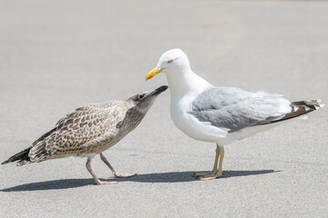 Selective focus photo. European herring gull young birds with adult herring gull bird. Larus argentatus.