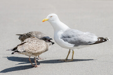 Selective focus photo. European herring gull young birds with adult herring gull bird. Larus argentatus.
