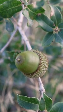 Green immature acorn of canyon live oak, a symbol of perennial growth. Canyon live oak's fruit, showcasing nature's cycle. Close-up of canyon live oak acorn, a native evergreen's bounty. 
