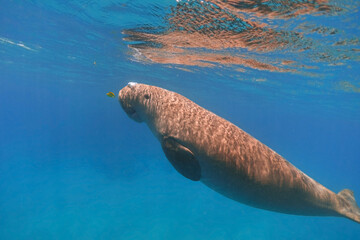 Dugong swimming underwater near the surface of the blue sea