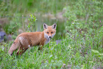 Red fox puppy