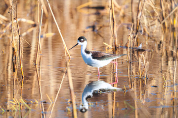 A black-necked stilt at the Merced National Wildlife Refuge near Merced, California.