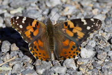 Fototapeta na wymiar Butterfly Desert National Wildlife Refuge