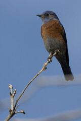 Western Blue Bird Desert National Wildlife Refuge