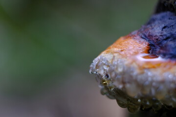 water drops on a mushroom