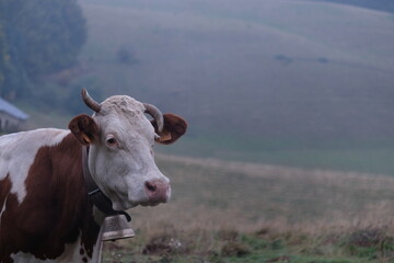 Fototapeta na wymiar cow on a pasture