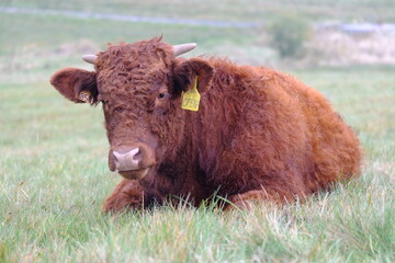 Salers cow in the field