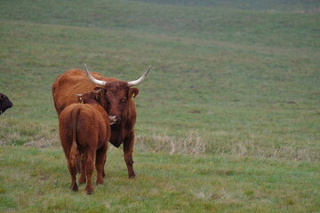 Salers cow and calf