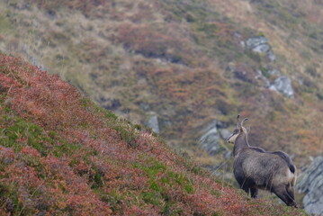 ibex in the mountains puy de sancy auvergne france