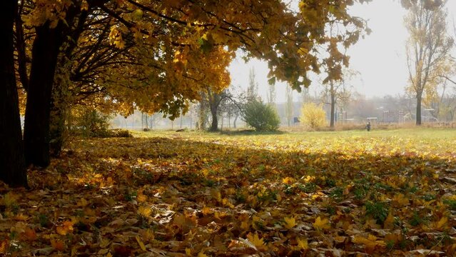 Deserted city park in golden decoration in autumn. The entire ground is covered with yellow foliage, with the city visible in the background.