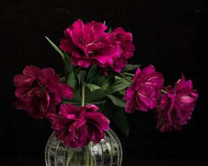 bouquet of dark red lilac tulips in glass vase on dark background. flower bouquet in vase on table. Gift interior decoration. florist, decorator. Flower shop.
