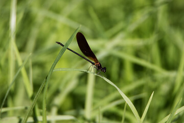 Copper Demoiselle (Calopteryx haemorrhoidalis) damselfly resting on a green grass leaf