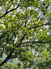 leaves against blue sky