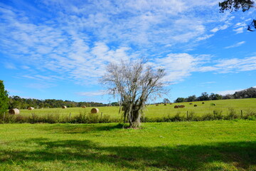 Obraz premium Round Hay stack in a florida farm and beautiful cloud