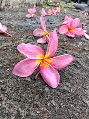 Fototapeta na wymiar beautiful frangipani flowers fall in the yard of the house
